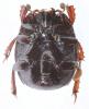 Margarinotus carbonarius carbonarius